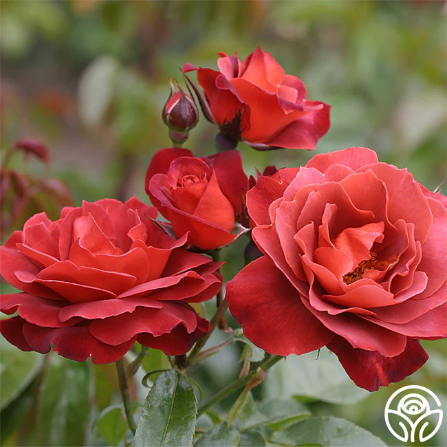 What are some types of roses that are recommended for colder climates ...