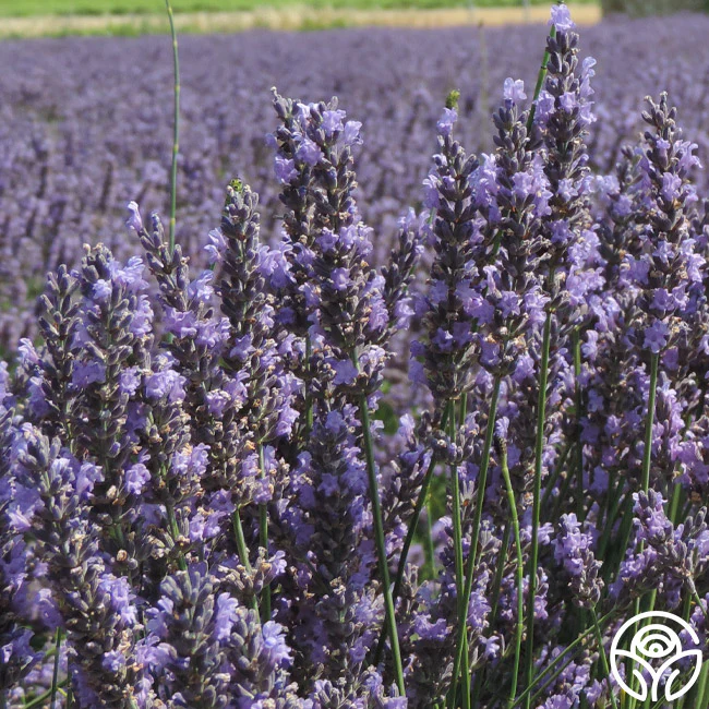 Lavender-Provence.webp